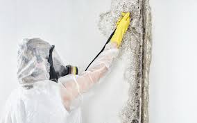 Best Attic Mold Removal  in , IL